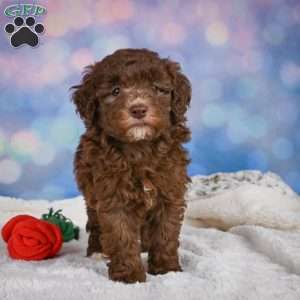 Cliffy, Mini Goldendoodle Puppy
